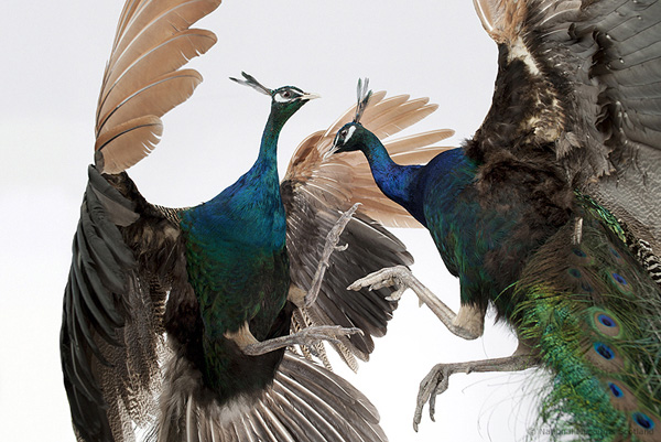 Two male fighting peacocks from India