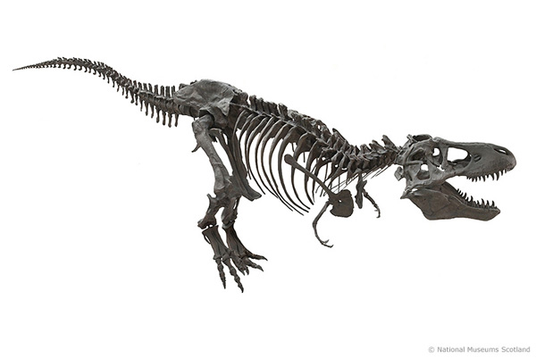Tyrannosaurus rex dinosaur fossil skeleton cast